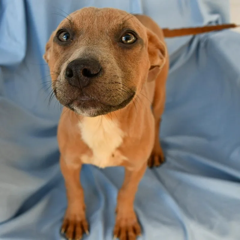 A baby small-sized female Brown / Chocolate Pit Bull Terrier dog named Allosaurus for adoption in Beaumont, TX