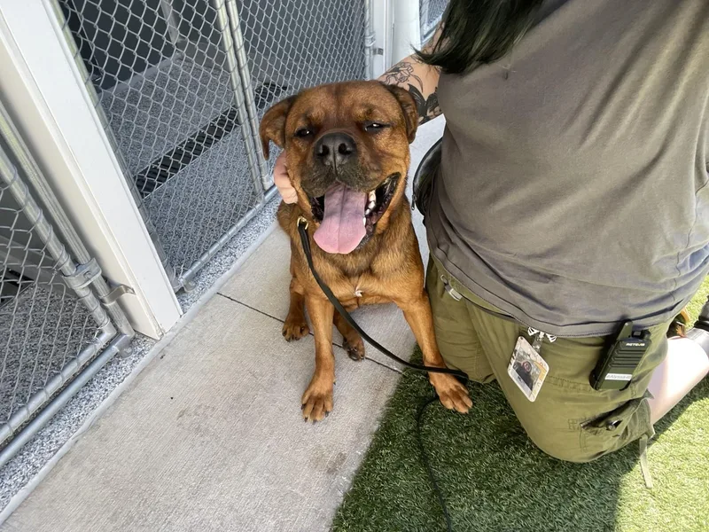 An adult large-sized male Brown / Chocolate Mastiff dog named Felix for adoption in Ponte Vedra, FL