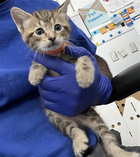 A baby medium-sized female Domestic Medium Hair cat named Bella for adoption in Dallas, TX