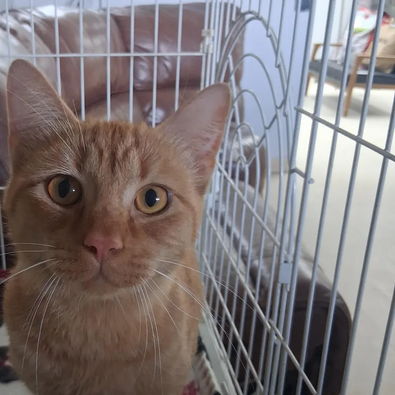 An adult medium-sized male Orange & White American Shorthair cat named Freddie for adoption in Tulsa, OK