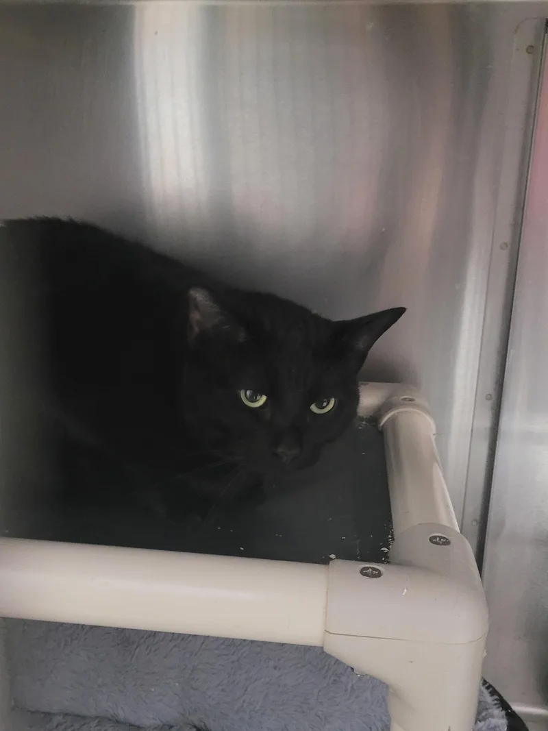 An adult medium-sized female Domestic Short Hair cat named Anise for adoption in North Attleboro, MA