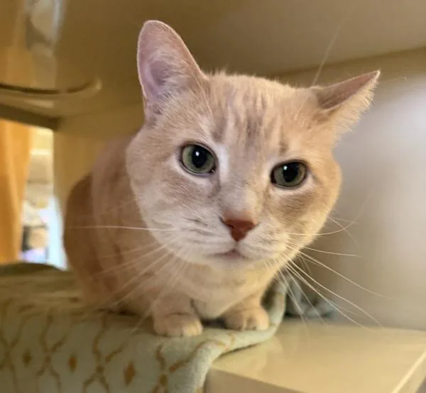 An adult small-sized male Domestic Short Hair cat named Chatty for adoption in Duluth, MN