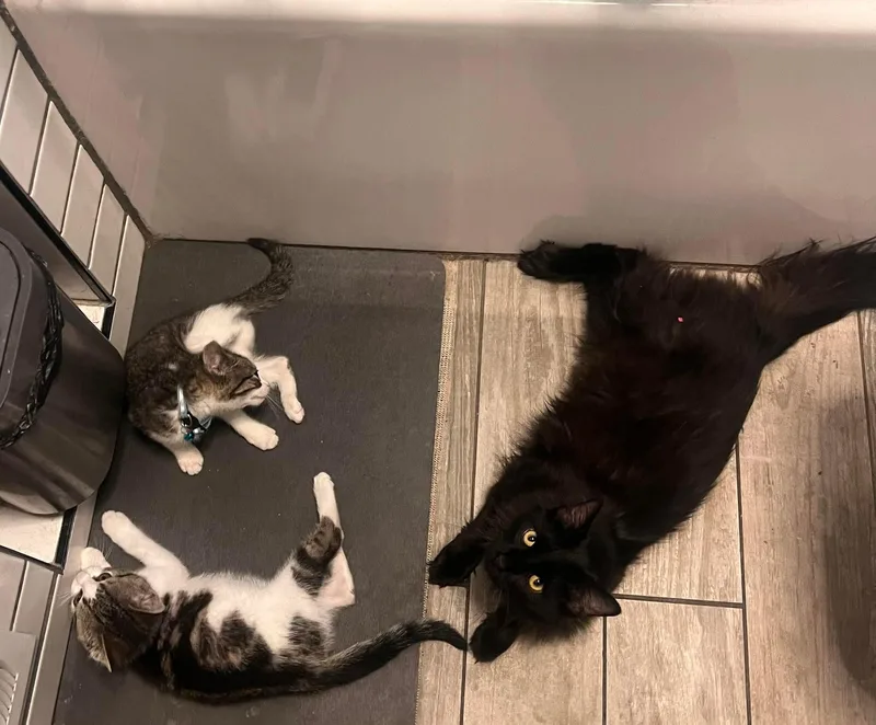 A baby small-sized female Domestic Short Hair cat named Isis for adoption in Milwaukee, WI