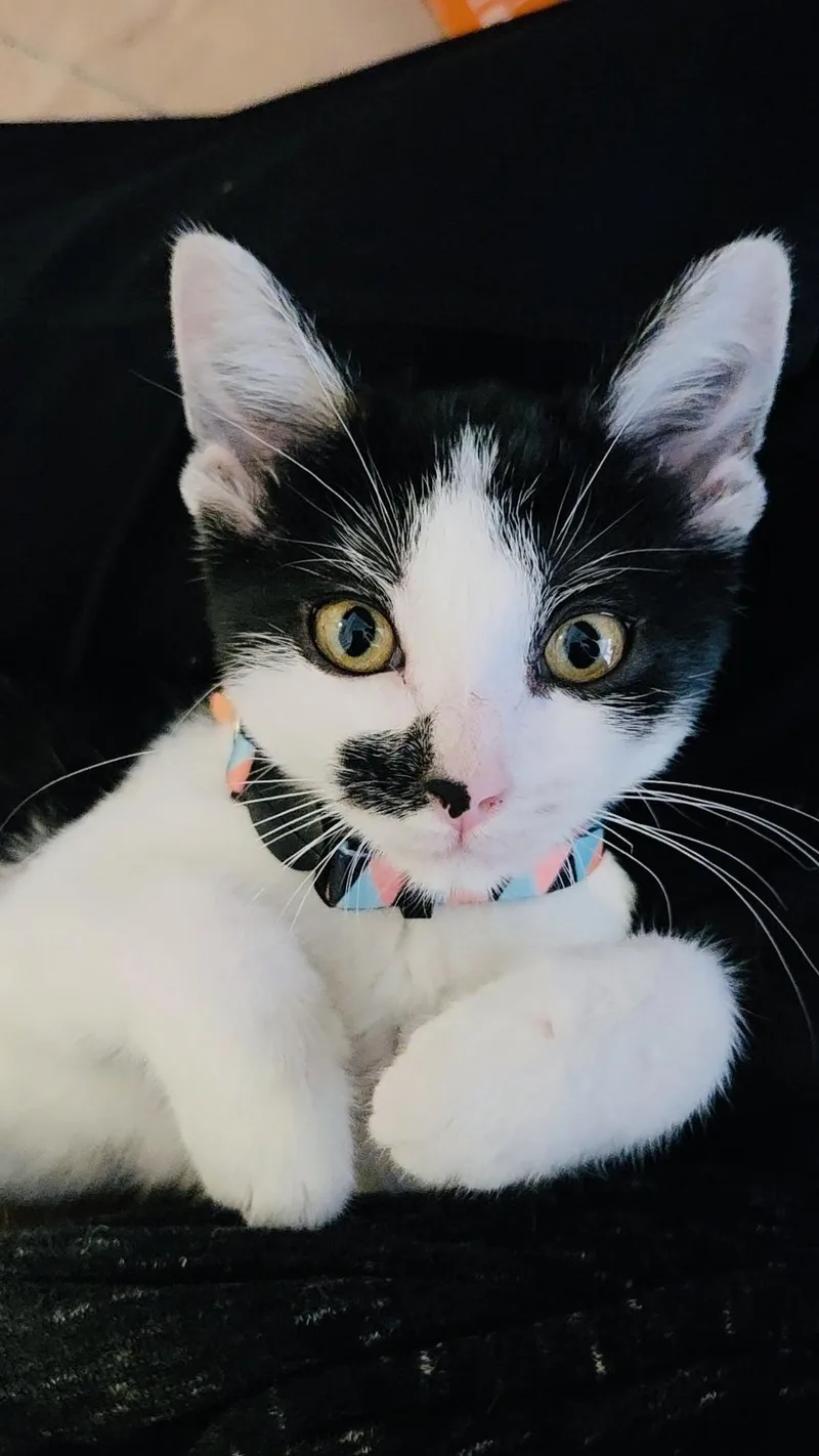 A baby medium-sized female American Shorthair cat named Clarabelle for adoption in Chicago, IL