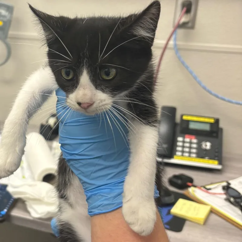 A baby small-sized male Black Domestic Short Hair cat named Air for adoption in Columbiana, AL