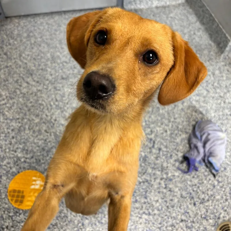 A young medium-sized female Yellow / Tan / Blond / Fawn Mixed Breed dog named Sprite for adoption in Greenville, SC