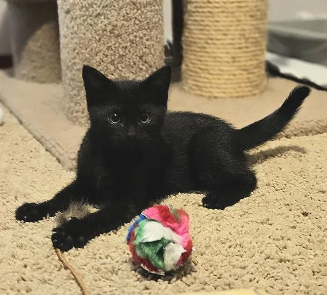 Little Joey