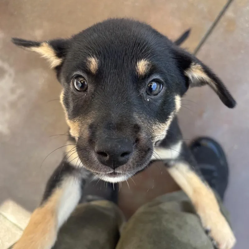 A baby small-sized female Black Terrier dog named Andromeda for adoption in Palm Springs, CA