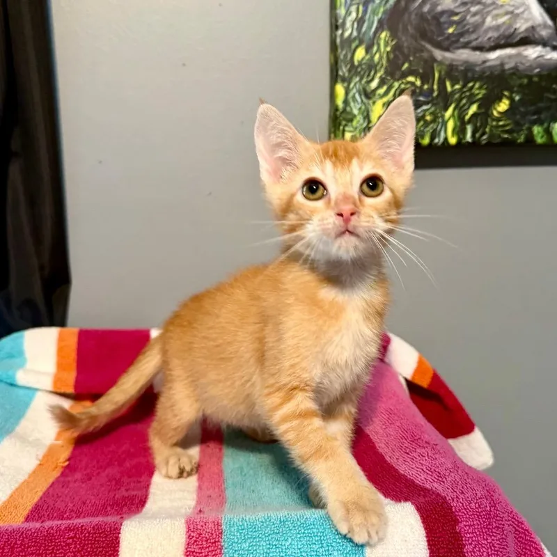 A baby small-sized male Domestic Short Hair cat named Tom for adoption in Woodstock, GA