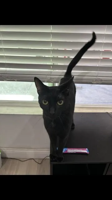 A young medium-sized female Domestic Short Hair cat named Layla for adoption in Long Beach, CA