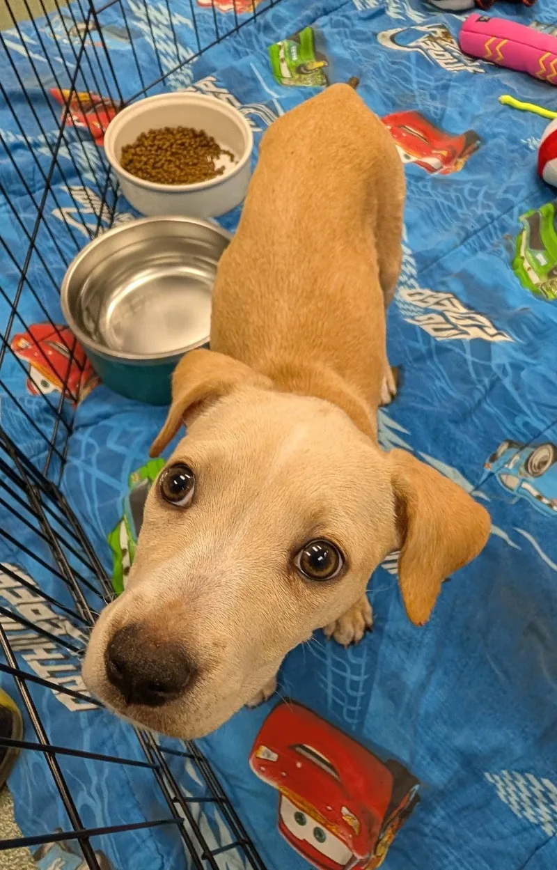 A baby large-sized female Labrador Retriever dog named Joy A for adoption in Plano, TX