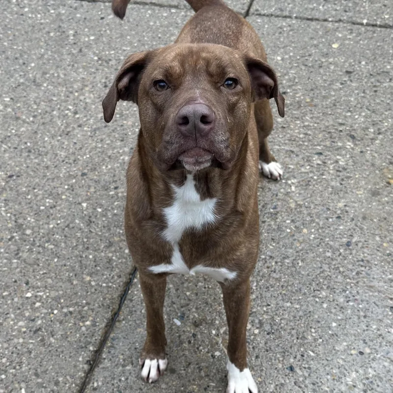 An adult medium-sized female Yellow / Tan / Blond / Fawn Mixed Breed dog named Mocha for adoption in Charleston, WV