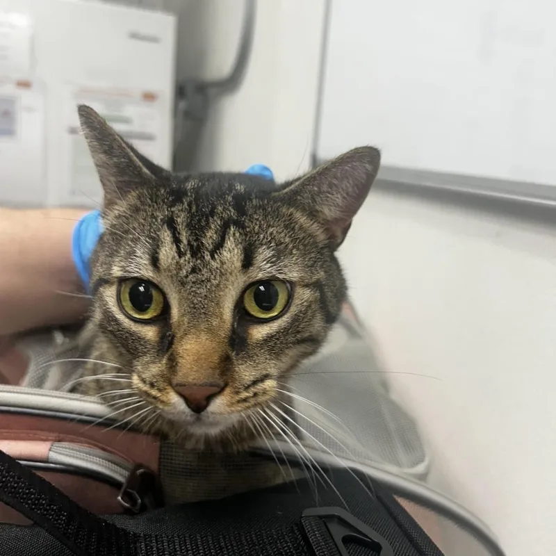 An adult small-sized male Brown / Chocolate Domestic Short Hair cat named Mimicio for adoption in Newark, NJ