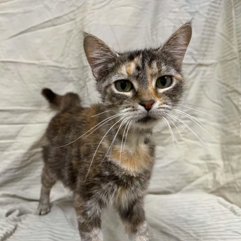 An adult medium-sized female Torbie Domestic Short Hair cat named Celestine for adoption in Verona, VA