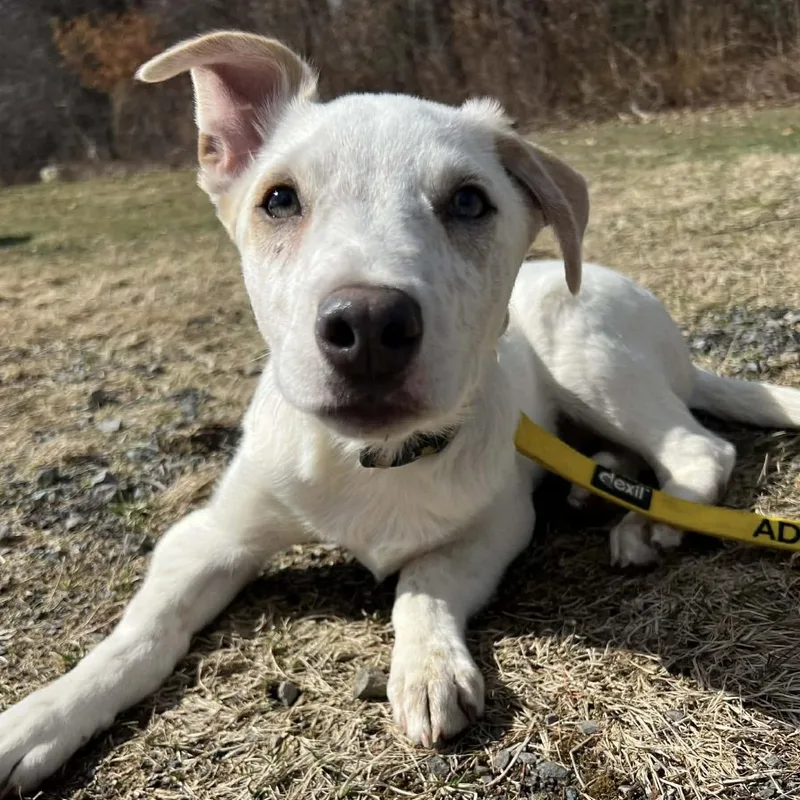 A baby large-sized male White / Cream Mixed Breed dog named Ricky for adoption in Pelham, NH