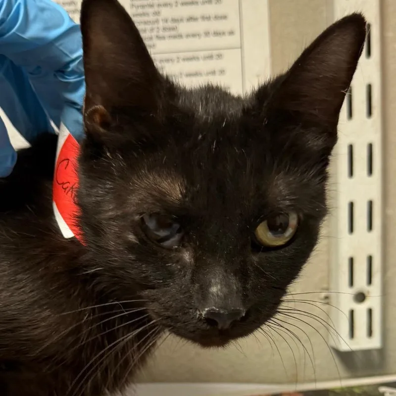 An adult medium-sized female Domestic Short Hair cat named Cake for adoption in Yuma, AZ