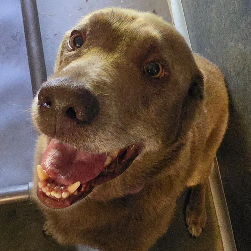An adult medium-sized male Gray / Blue / Silver Labrador Retriever dog named Dante for adoption in Grinnell, IA