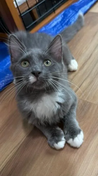 A baby medium-sized male Gray & White Domestic Short Hair cat named Apollo Sollis for adoption in Stowe, PA