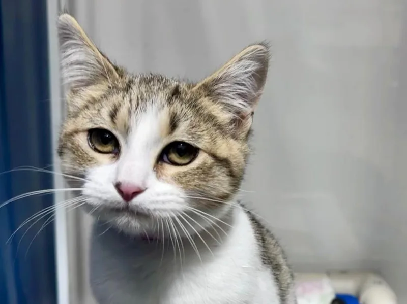 A baby small-sized female Domestic Short Hair cat named Gabby for adoption in Powell, OH
