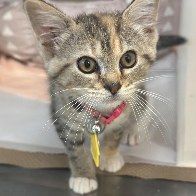 A baby small-sized female Domestic Short Hair cat named Bandana for adoption in Port Washington, NY