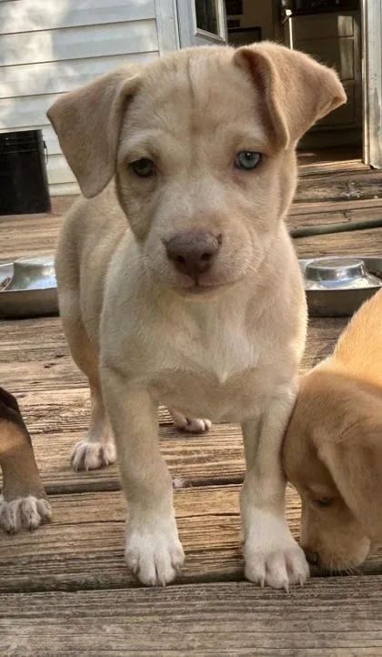 A baby large-sized female Mixed Breed dog named Julie for adoption in Cumming, GA