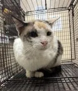An adult large-sized female Calico Domestic Short Hair cat named Bomi for adoption in Harlingen, TX