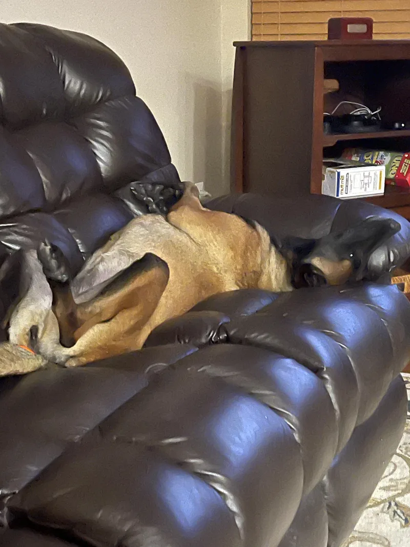 A young large-sized female Belgian Shepherd / Malinois dog named Zora for adoption in Manassas, VA