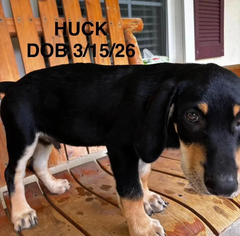Huck