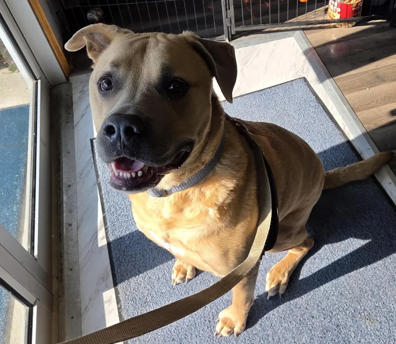 An adult large-sized male Yellow / Tan / Blond / Fawn Mixed Breed dog named Bo for adoption in Lexington, MI