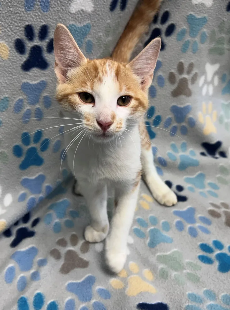A young medium-sized male Tabby (Orange / Red) Domestic Short Hair cat named Otis for adoption in Edinburg, VA