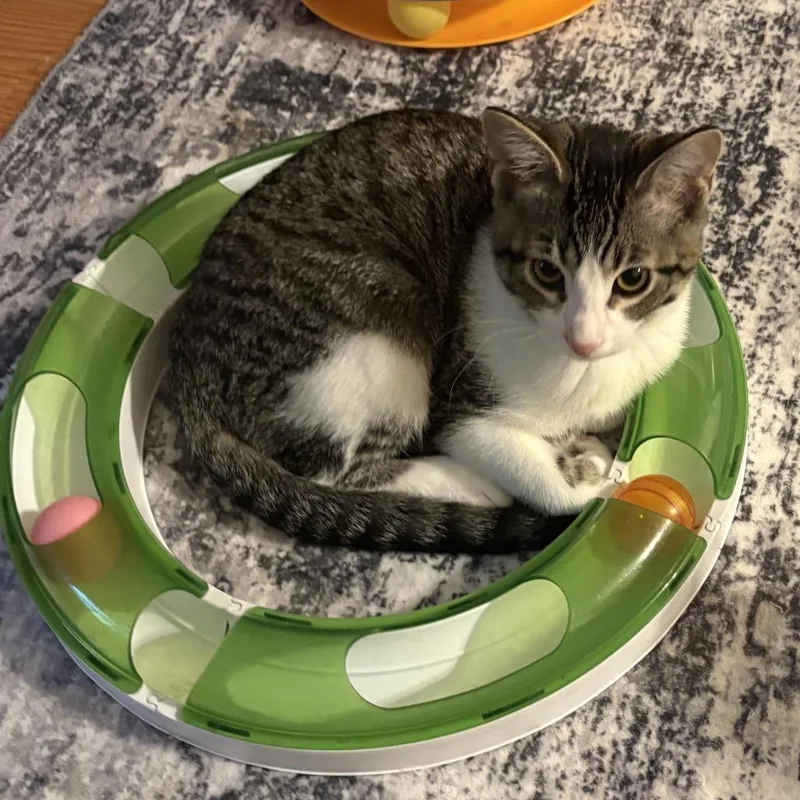 A baby small-sized female Gray / Blue / Silver Domestic Short Hair cat named Andra for adoption in Canton, IL