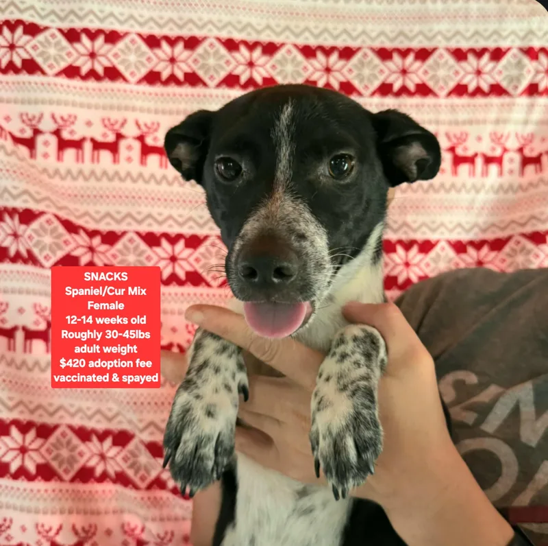 A baby medium-sized female Spaniel dog named Snacks for adoption in Oviedo, FL
