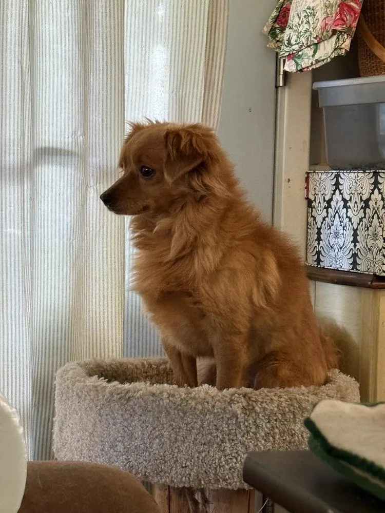 A young small-sized male Red / Chestnut / Orange Spaniel dog named Rusty for adoption in Beaumont, CA