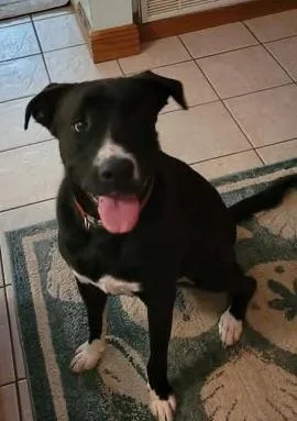 A young large-sized male Black American Bully dog named Shadow for adoption in Mobile, AL