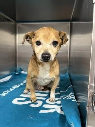 Chew Chew thumbnail 2