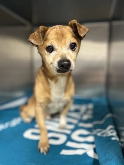 Chew Chew thumbnail 3