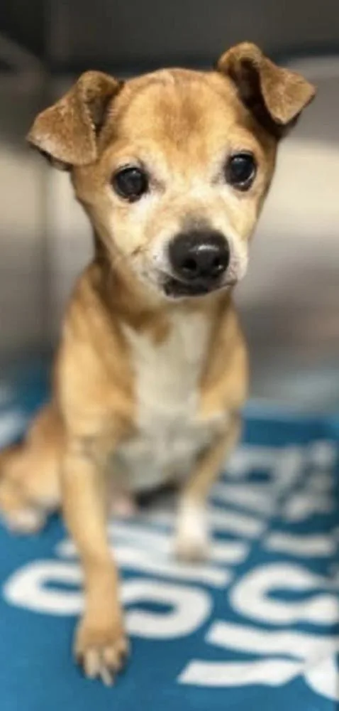 Chew Chew thumbnail 4