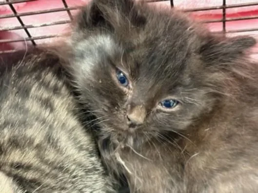 A baby medium-sized female Domestic Short Hair cat named Ravenclaw for adoption in Los Angeles, CA