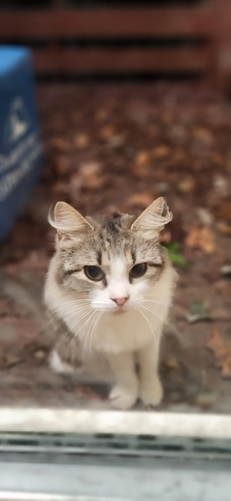 A young medium-sized female Buff & White Domestic Long Hair cat named Rainbow for adoption in Rock Spring, GA