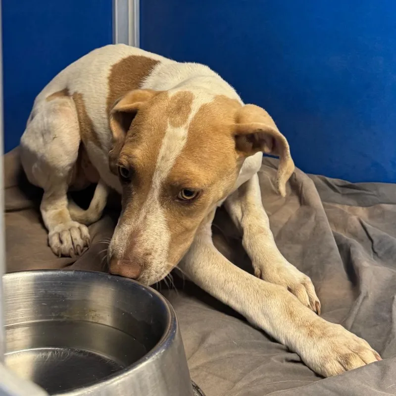 A young small-sized male Brown / Chocolate Mixed Breed dog named Bluey for adoption in Las Cruces, NM
