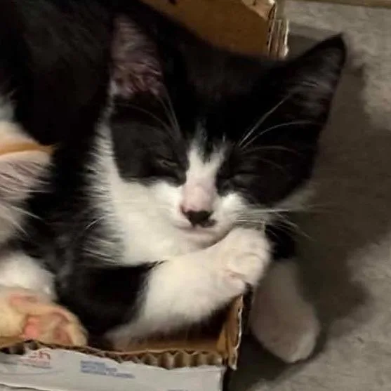 A baby small-sized female Black Domestic Short Hair cat named Claire for adoption in Simi Valley, CA