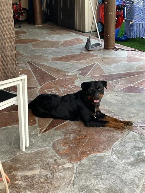 An adult large-sized male Rottweiler dog named Tyson for adoption in Miami, FL