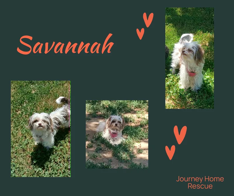 Savannah