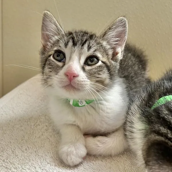 A baby small-sized male Domestic Short Hair cat named Lime for adoption in Dublin, CA