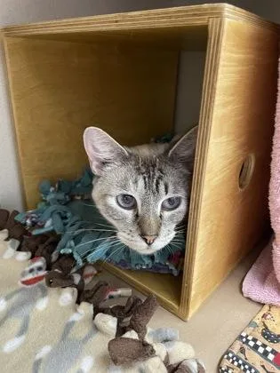 An adult small-sized female Domestic Short Hair cat named Brigid for adoption in Bellevue, WA