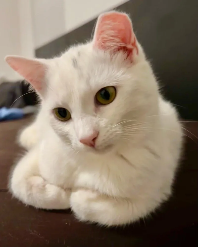 Taters Jonkers thumbnail 2