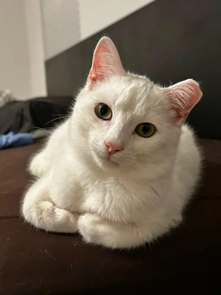 Taters Jonkers thumbnail 3