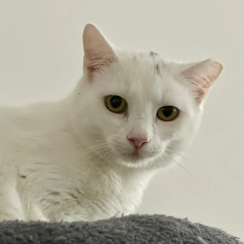 Taters Jonkers thumbnail 5