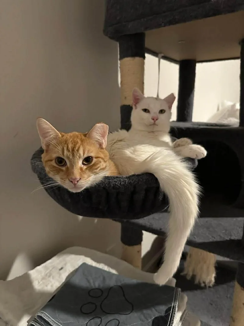 Taters Jonkers thumbnail 6