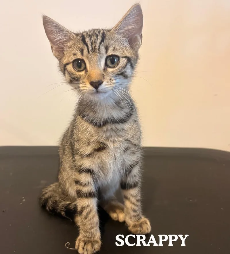 A baby small-sized male Brown / Chocolate Domestic Medium Hair cat named Scrappy for adoption in Mooresville, NC